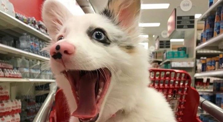 Ils amènent leur petite chien au centre commercial: sa réaction a fait rire le web