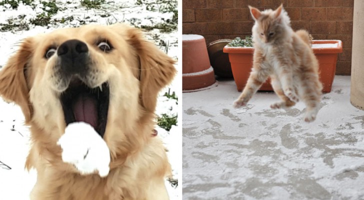 20 spassose immagini di animali alle prese con la prima neve della loro vita