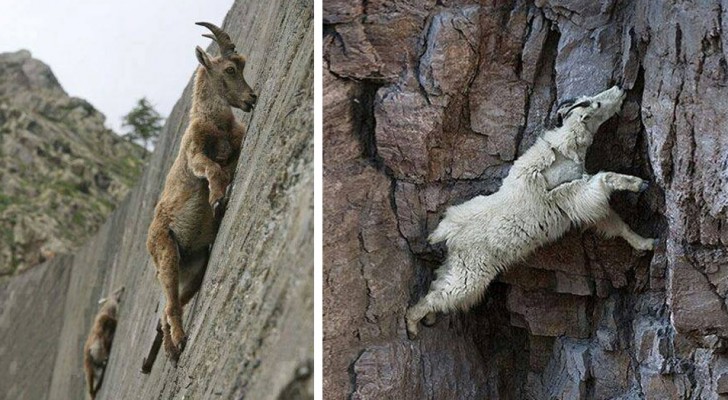 10 fotos de cabras que não se importam com a força da gravidade!