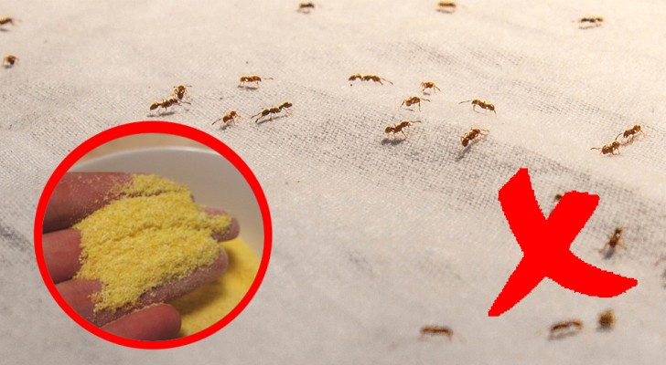 3 ways that are not harmful to your health that get rid of common household insects!