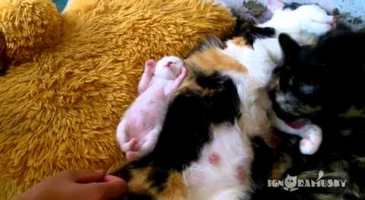 A cute kitten dreaming 
