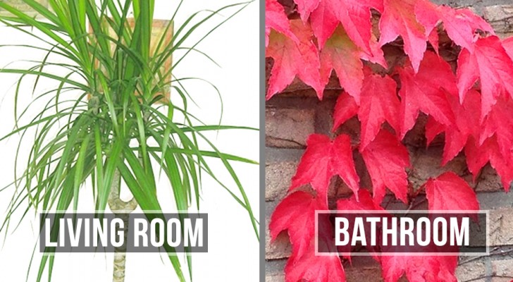 Le 15 piante migliori per ogni stanza della tua casa