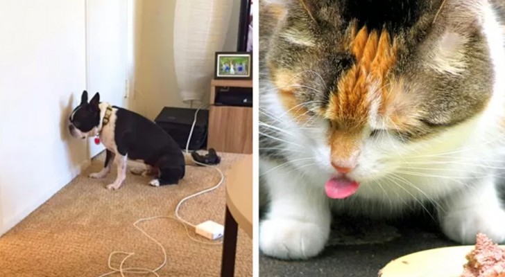 12 signalen die je zeggen dat je je huisdier naar de dierenarts moet brengen