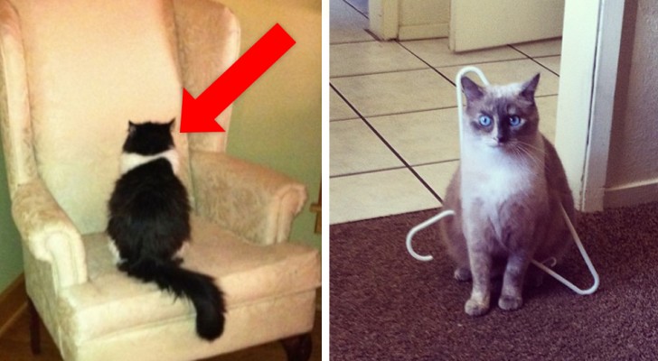 20 lessons that are learned when you live with a cat