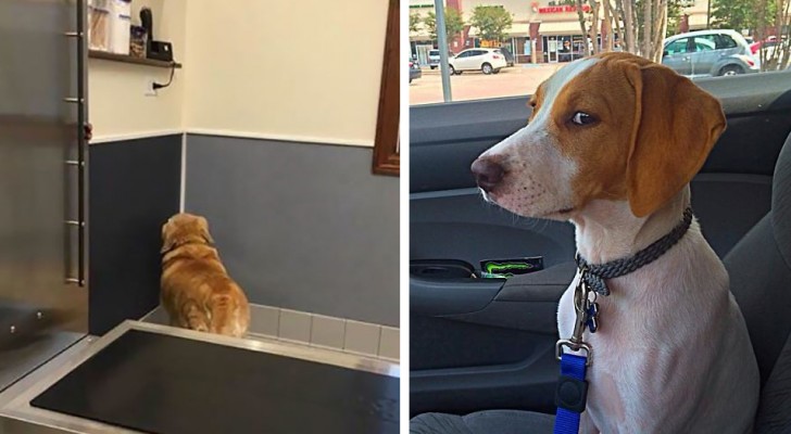 Fotos von Hunden die herausfanden, dass es nicht in den Park geht, sondern... zum Tierarzt!