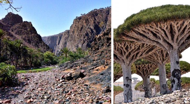 Socotra, une île merveilleuse si reculée qu'elle en devient "alien" dans notre monde d'aujourd'hui