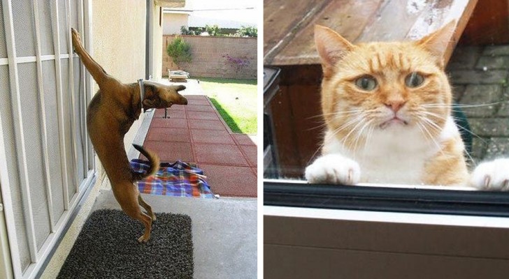 23 animals that have been locked out and want desperately to come back inside