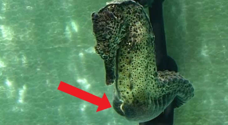 Daddy seahorse is ready to give birth and a few seconds later a small miracle takes place!