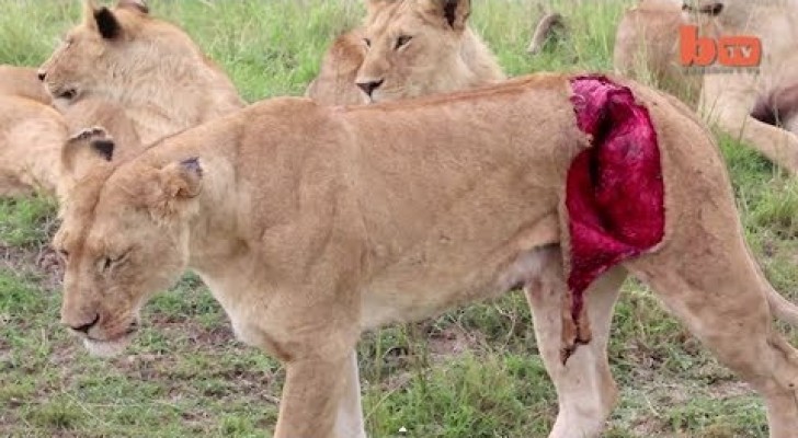 Veterinari salvano la vita della leonessa