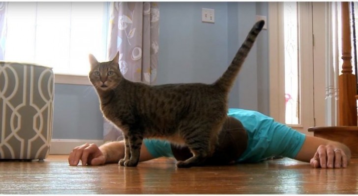Simula de sentirse mal delante al gato: la reaccion del animal los hara doblar en dos de la risa