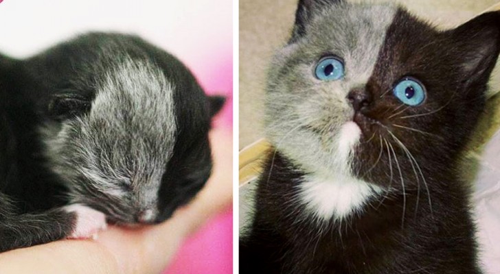 Dit katje is geboren met een tweekleurig koppie... naarmate hij groter werd is hij een natuurwonder geworden 