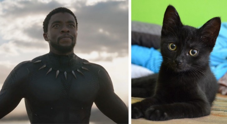 Il successo al botteghino di questo film fa aumentare le adozioni di gatti neri