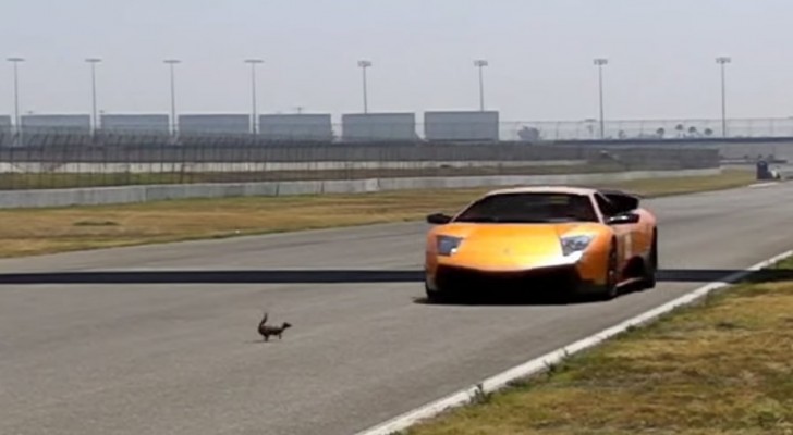Uno scoiattolo attraversa un circuito da corsa... l'incontro con la Lamborghini è da brivido