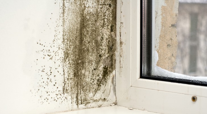 Some natural methods to eliminate mold from walls without using chemicals!