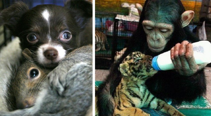 Deze foto's bewijzen dat dieren veel vriendelijker kunnen zijn dan wij