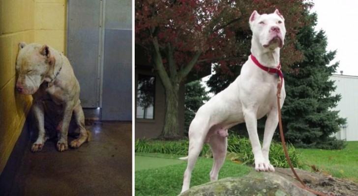 These beautiful images of dogs before and after adoption will put you at peace with the world