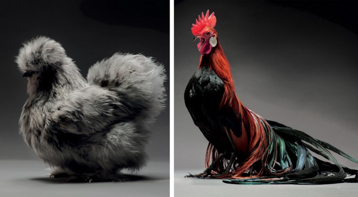 Twee fotografen maken honderden foto's van kippen, ze zijn zo mooi dat je er gewoon geen woorden voor hebt