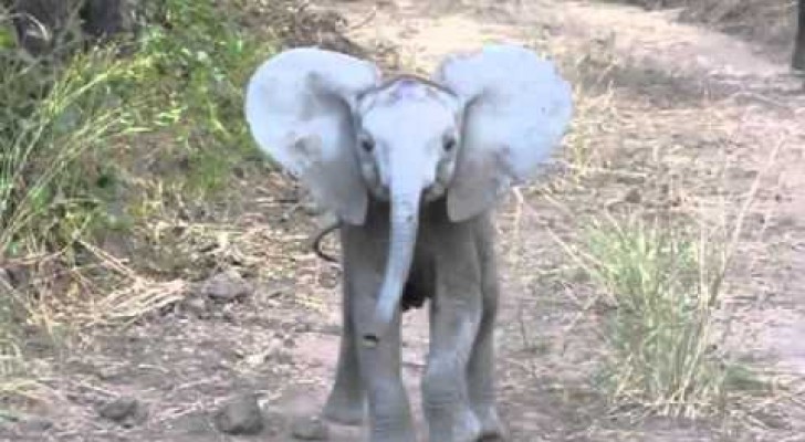 Kleiner Elefant greift Touristen an, dann überlegt er es sich aber doch nochmal