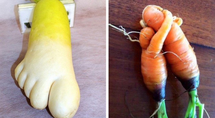 These vegetables seem like something else --- would you have the courage to eat them?