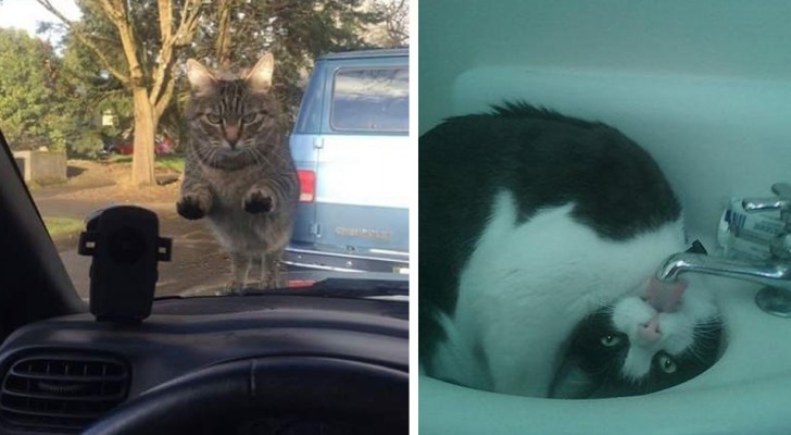 20 hilarische foto's van katten waar je om moet lachen