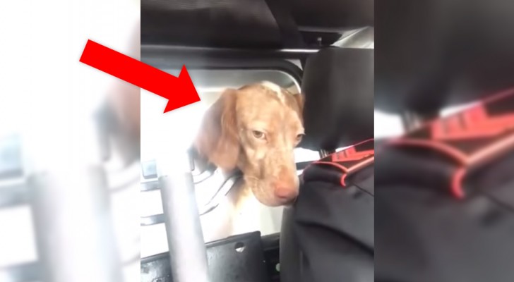 I carabinieri salvano un cane dalla strada: il video del loro tragitto in auto vi strapperà un sorriso