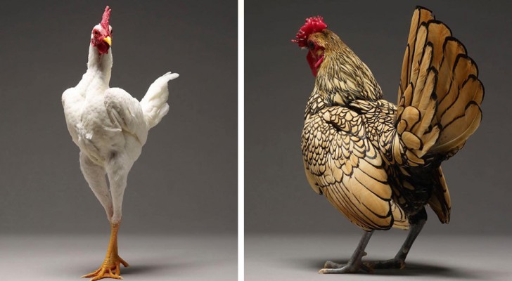 A photographer portrays the "Most beautiful chickens in the world" and shows us all their underrated beauty