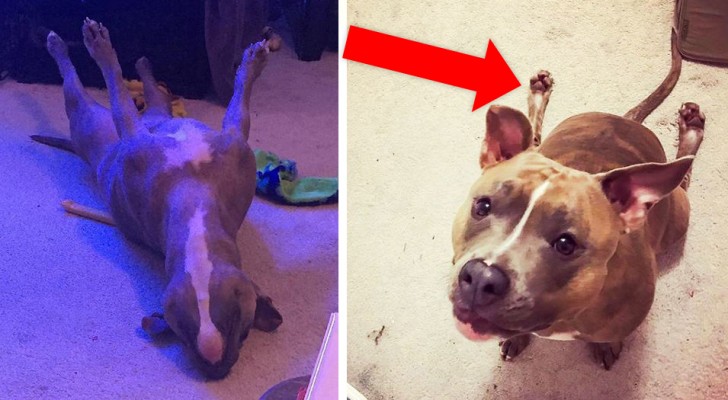 Here we present Leela, the strangest (and sweetest) pit bull in the world