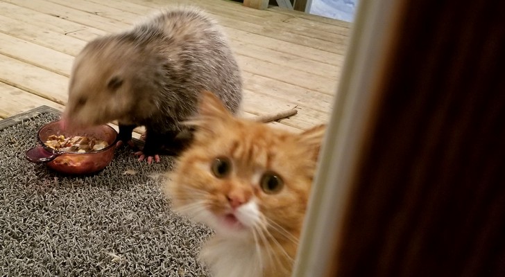 An opossum steals a cat's dinner and the cat reacts in the funniest of ways