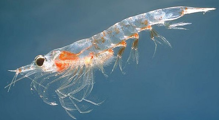Dit beestje is medeverantwoordelijk voor de plasticvervuiling in zee, maar hij is pas nu ontdekt
