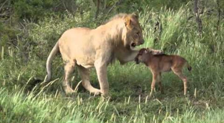 An unexpected friendship between a lion and a baby gnu