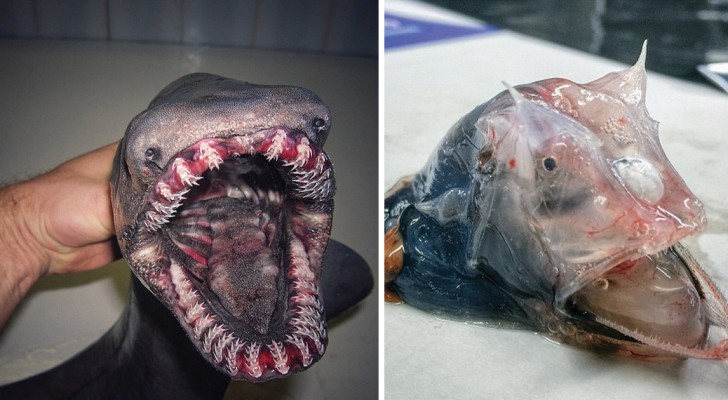 A Russian fisherman photographs the strangest creatures he has found and what he shows looks like a horror film!