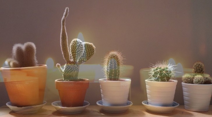 The 7 plants that according to popular wisdom can make your house a safer and healthier place