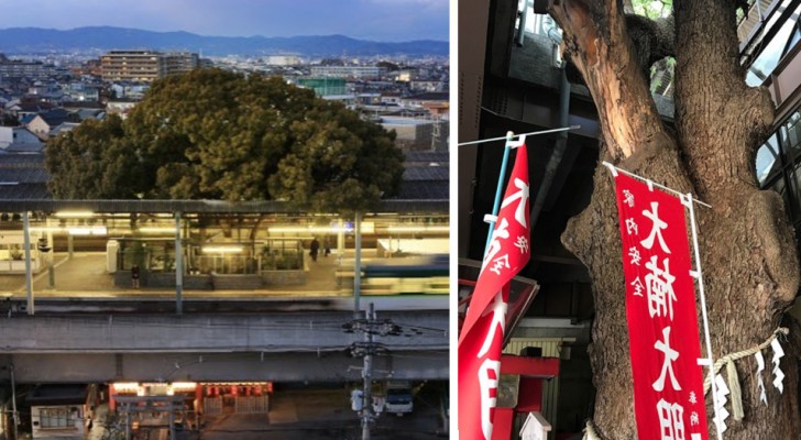 Questa stazione ferroviaria giapponese è stata costruita attorno a un albero di canfora di 700 anni