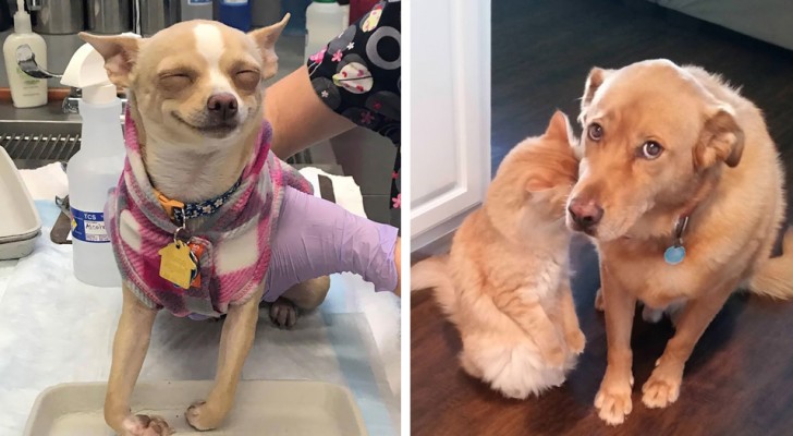 20 times when dogs were the protagonists of hilarious situations