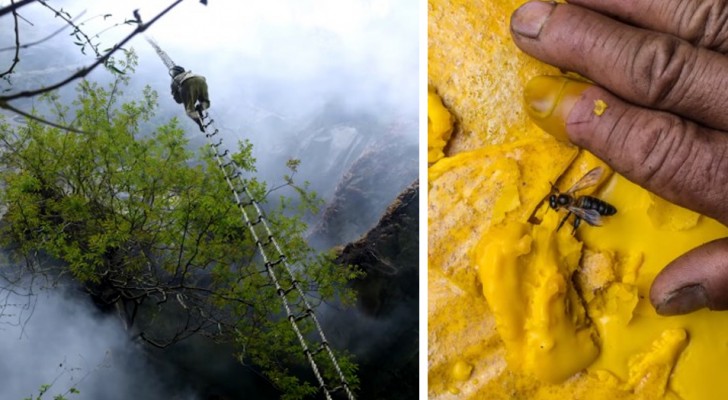 L'ultimo cacciatore di miele: ecco l'impresa dell'uomo che raccoglie il miele allucinogeno delle api giganti