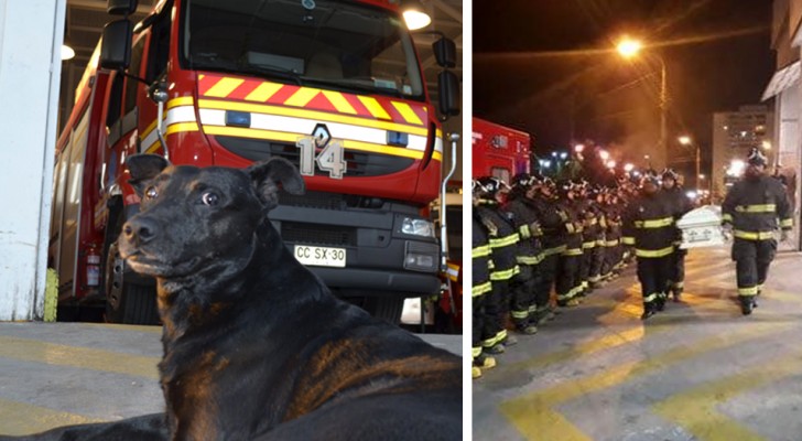 Muere el perro de la estacion de los bomberos: el adios de sus "colegas" los hara estallar en lagrimas