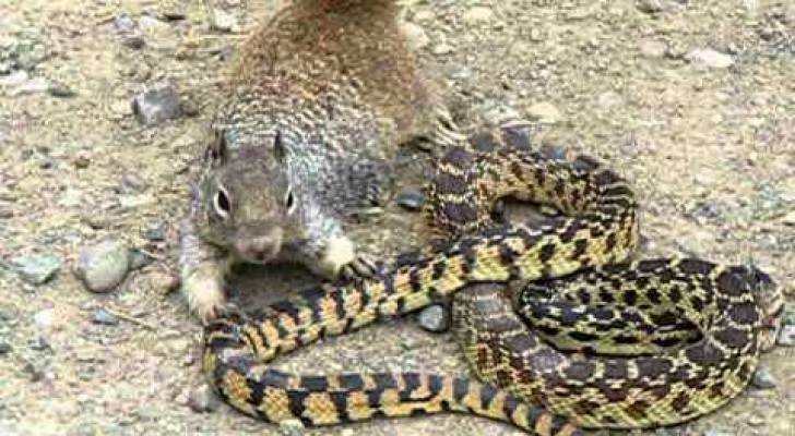 Ein Eichhörnchen nähert sich einer Schlange, aber der Ausgang dieses Kampfes ist nicht vorhersehbar!