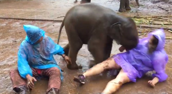 First, the baby elephant hits the woman, but it is his next move that is making this video go viral!