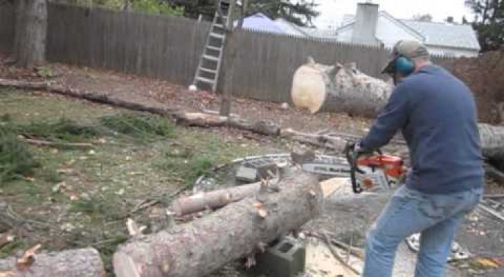 Un uomo taglia il tronco di un albero, ma non si aspetta una reazione così!