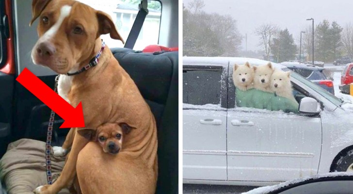 20 leuke foto's van honden die jouw dag een andere wending zullen geven