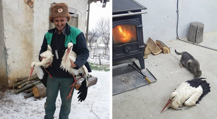 In Bulgaria, il freddo ha congelato le cicogne: l'impegno della comunità per salvarle è commovente