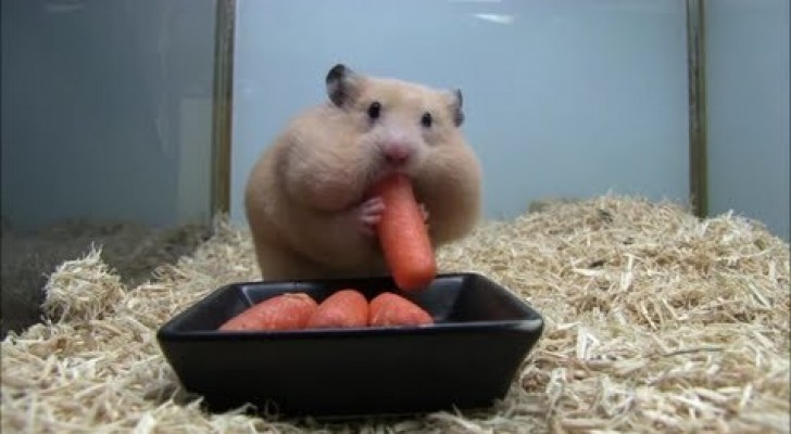 Io amo mangiare le carote