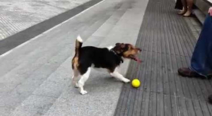 Clever dog plays by himself