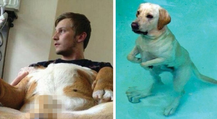 Alcune tra le espressioni più esilaranti che abbiate visto fare ad un cane