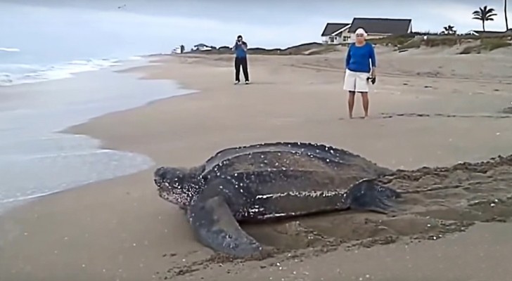 Een paar toeristen filmen een schildpad die terugkeert naar de zee: zijn afmetingen zijn indrukwekkend!