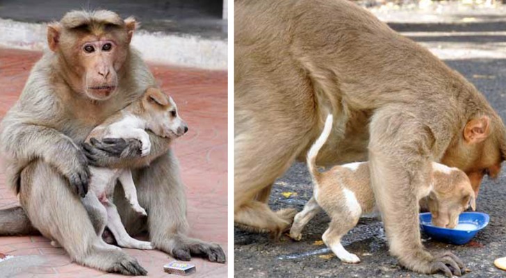 Este macaco adotou um cachorro e o modo como cuida dele é espetacular!