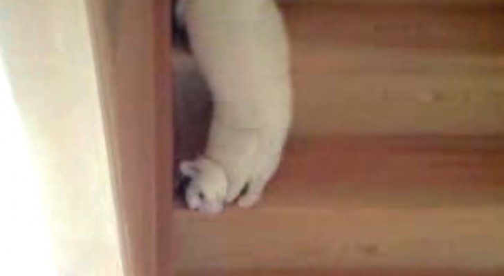 A este gato las escaleras le gusta bajarlas de este modo