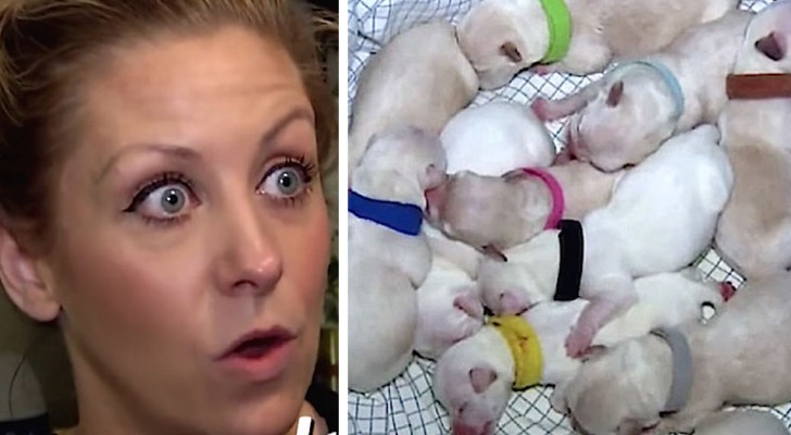 Ze biedt een chihuahua van de straat onderdak om te bevallen: de volgende dag bevalt ze van 11 puppy's
