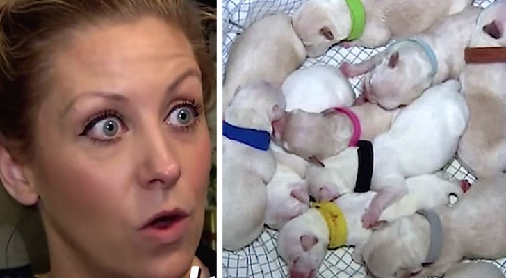 A woman hosts a stray chihuahua to give birth; the next day, the dog gives birth to 11 puppies