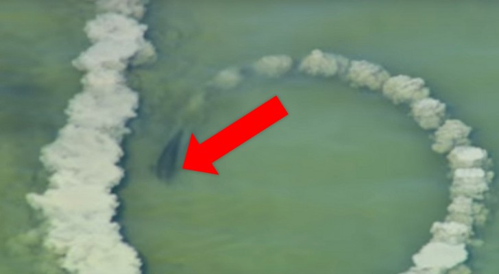 En delfin skapar en cirkel av sand i havet: strax efter spelar kameran in ett fascinerande fenomen